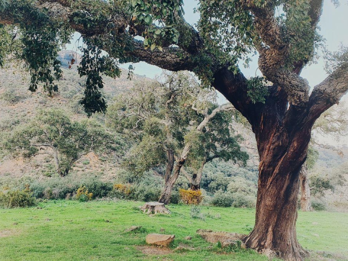 רזרבה לסיוע דחוף למשפחות